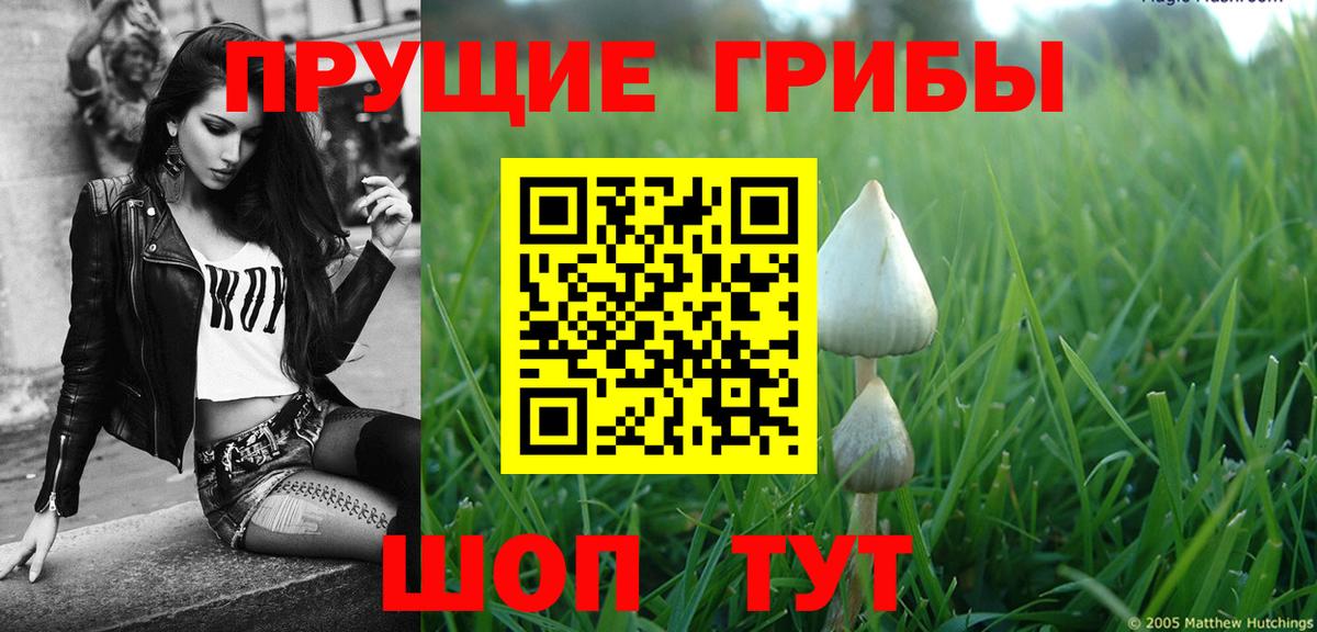 Псилоцибиновые грибы Psilocybine cubensis Красноуфимск